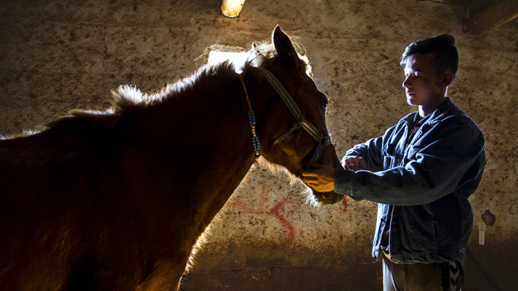 Denizli Haber At Sevgisi