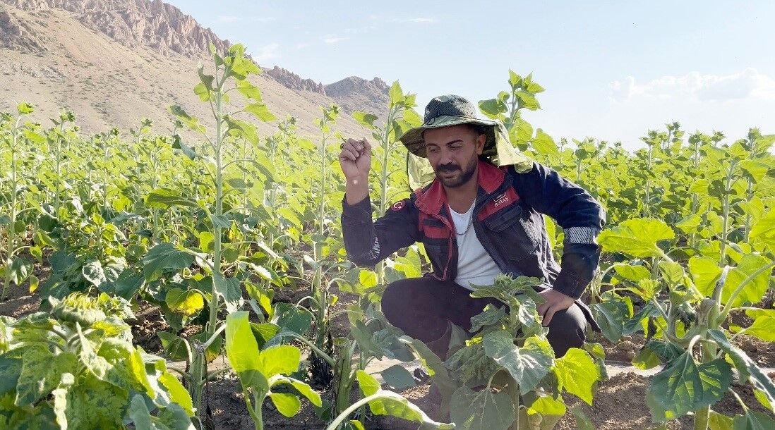 Denizli Haber Ayçiçek-1