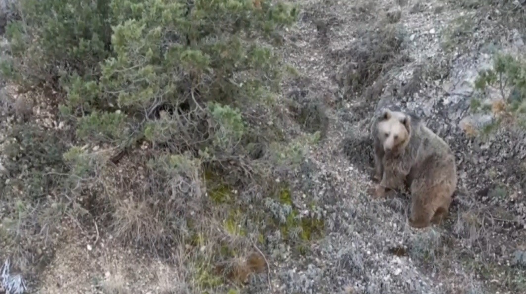 Denizli Haber Ayçiçek-2