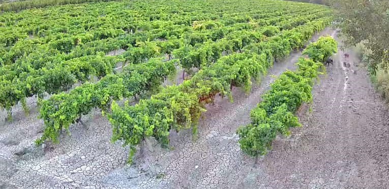 Denizli Haber Bağlar (1)-2