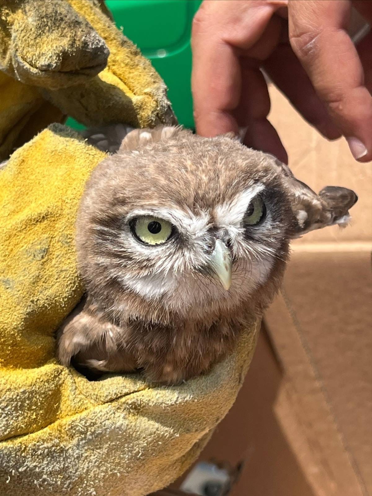 Denizli Haber Baykuş (2)-1