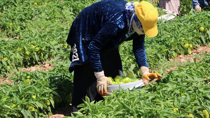 Denizli Haber Biber2