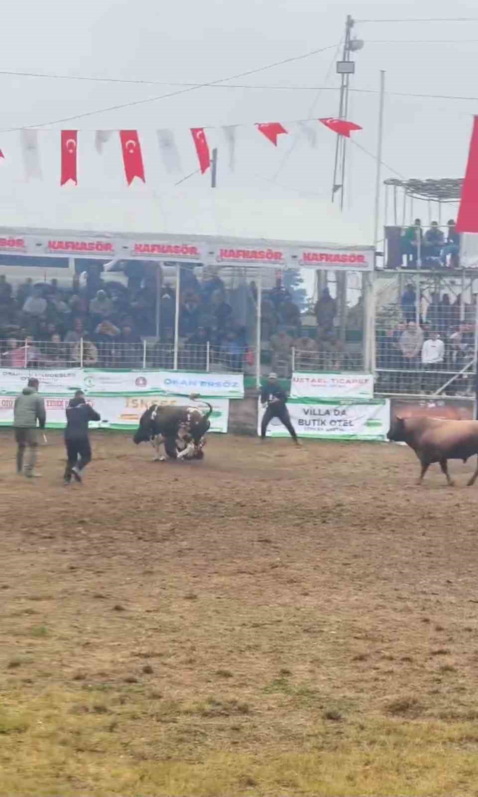 Denizli Haber Boğa (2)