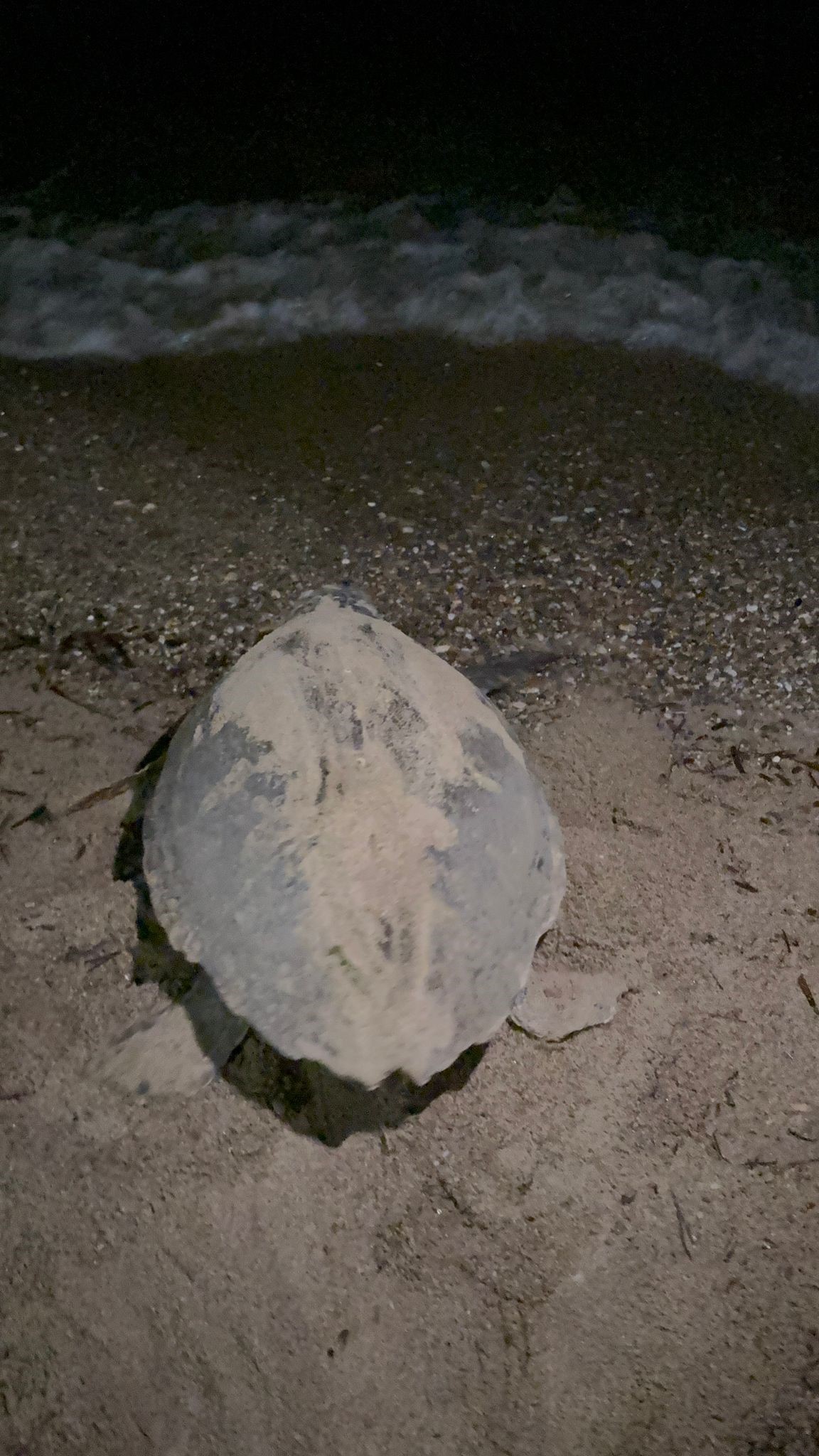 Denizli Haber Caretta2-1