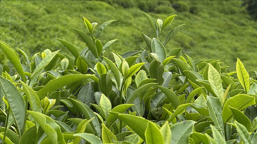 Denizli Haber Çay-1