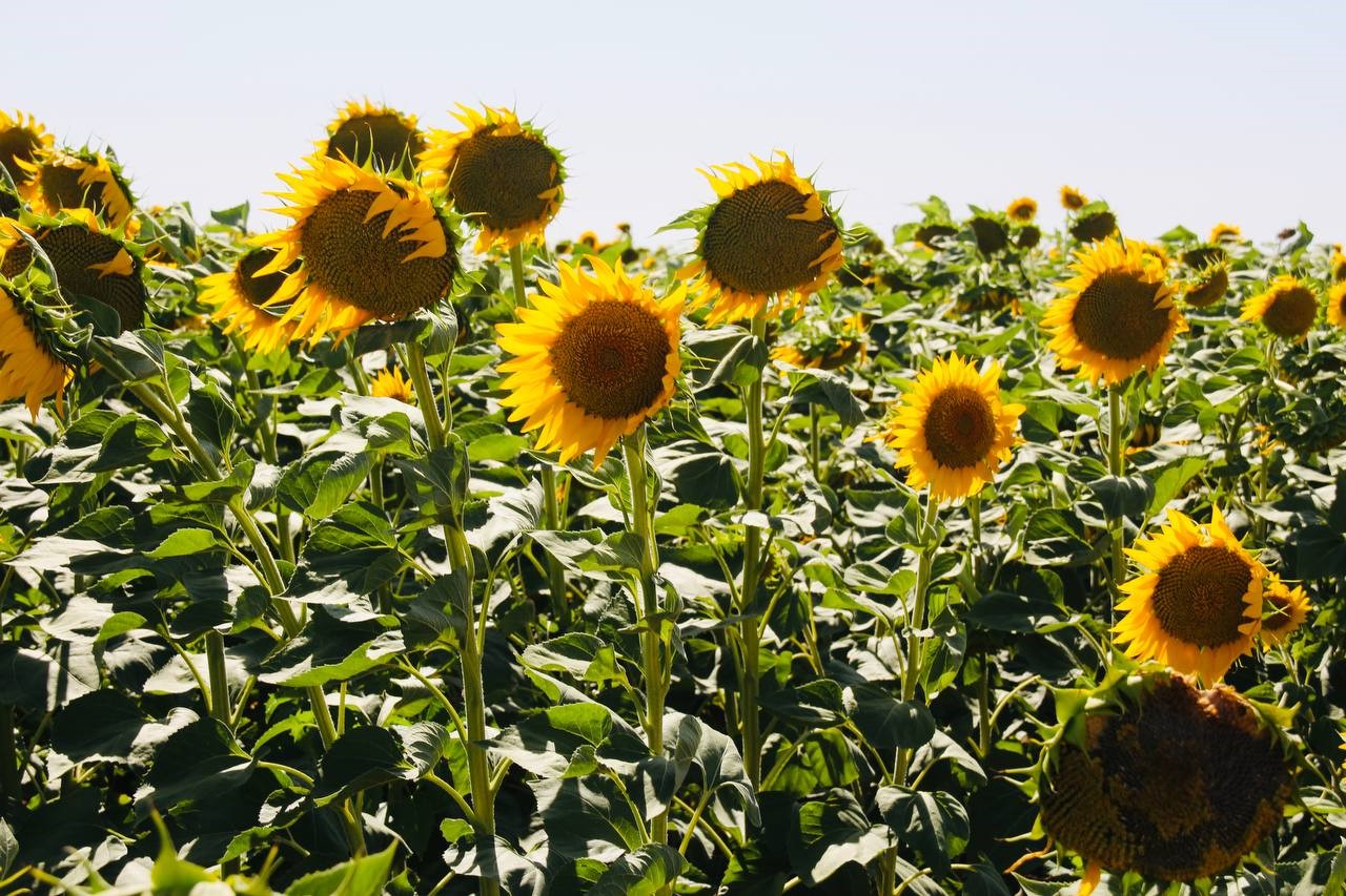 Denizli Haber Çiçek (2)-1