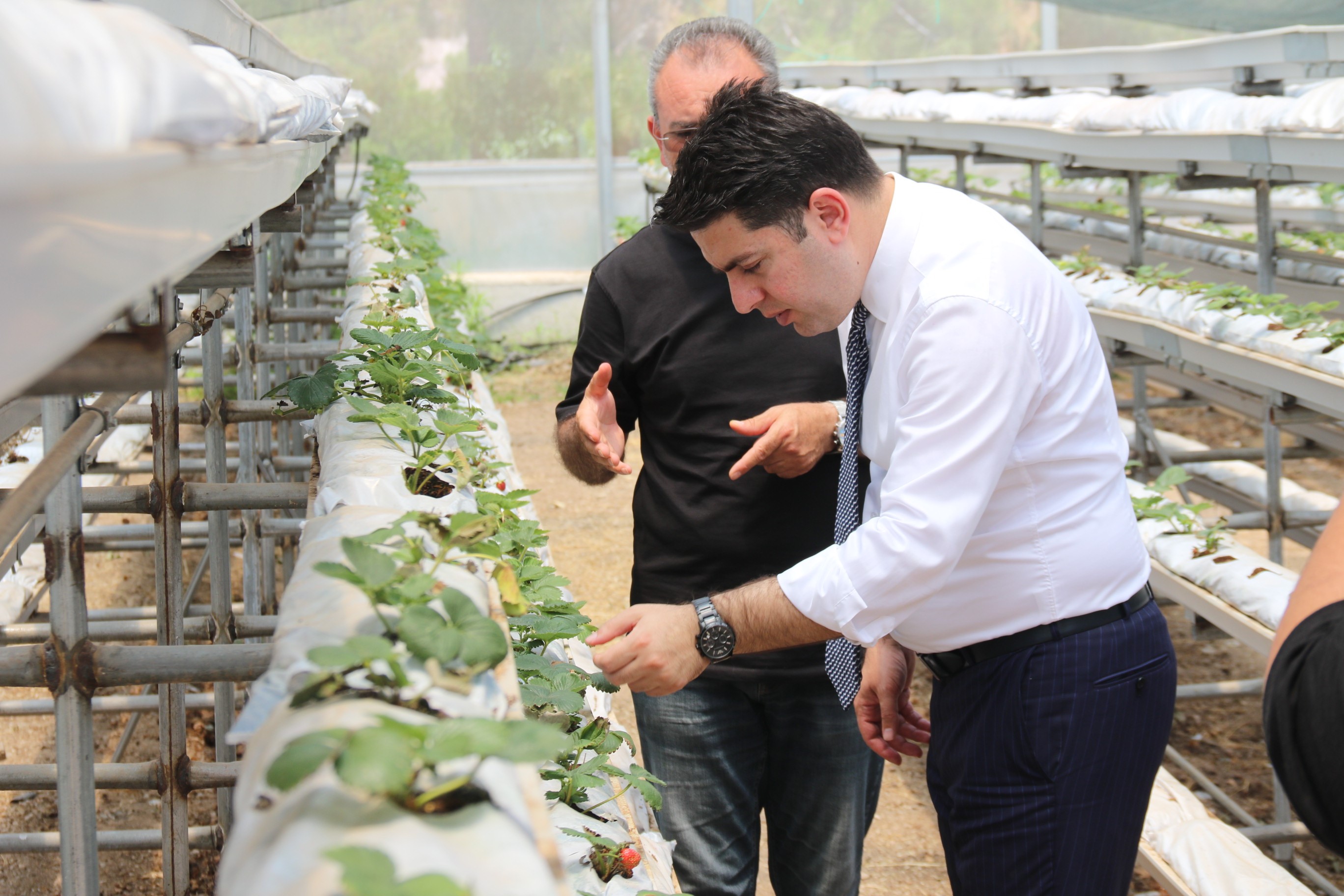 Denizli Haber Çilek6