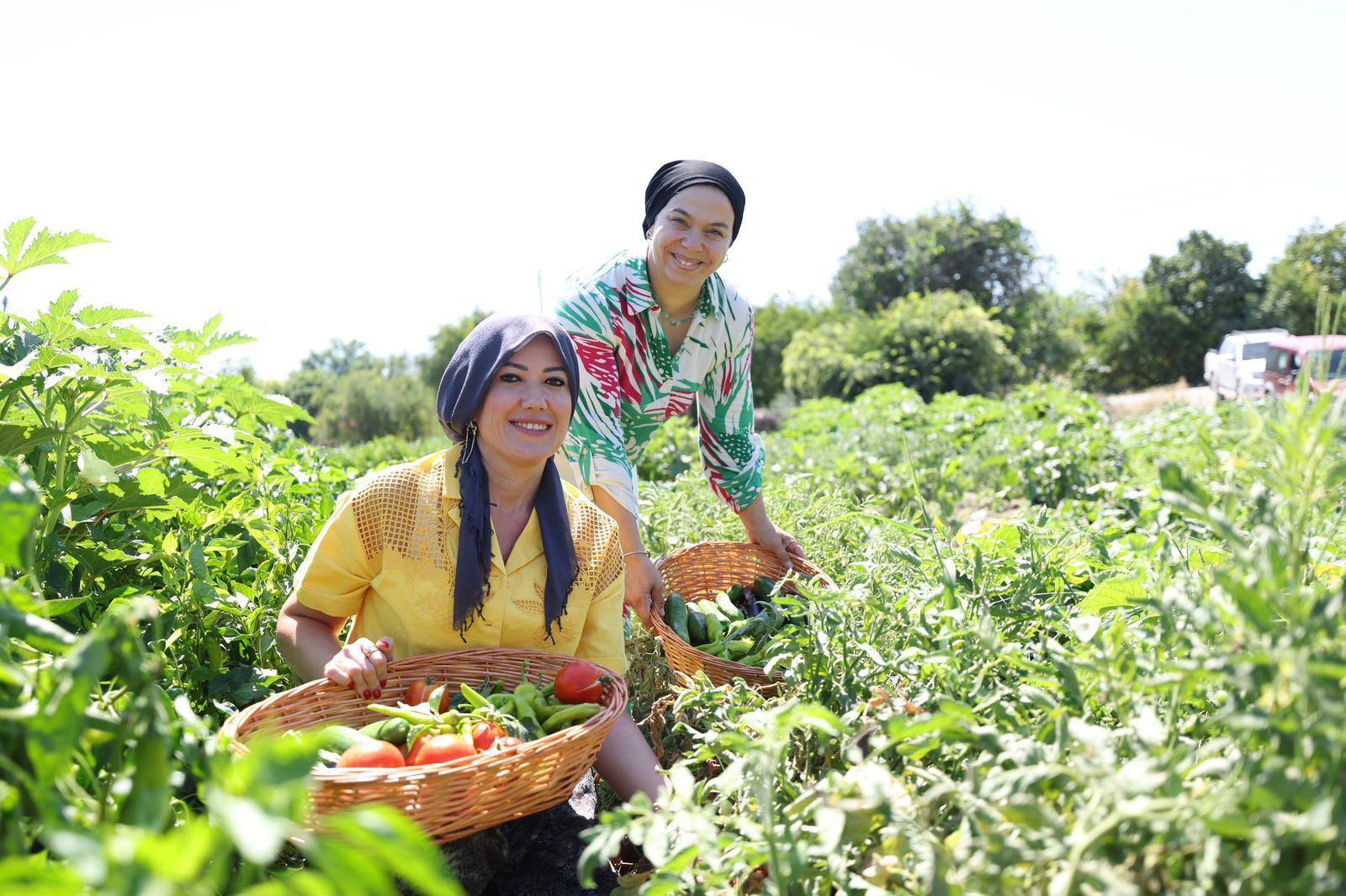 Denizli Haber Doğan Tarla (2)