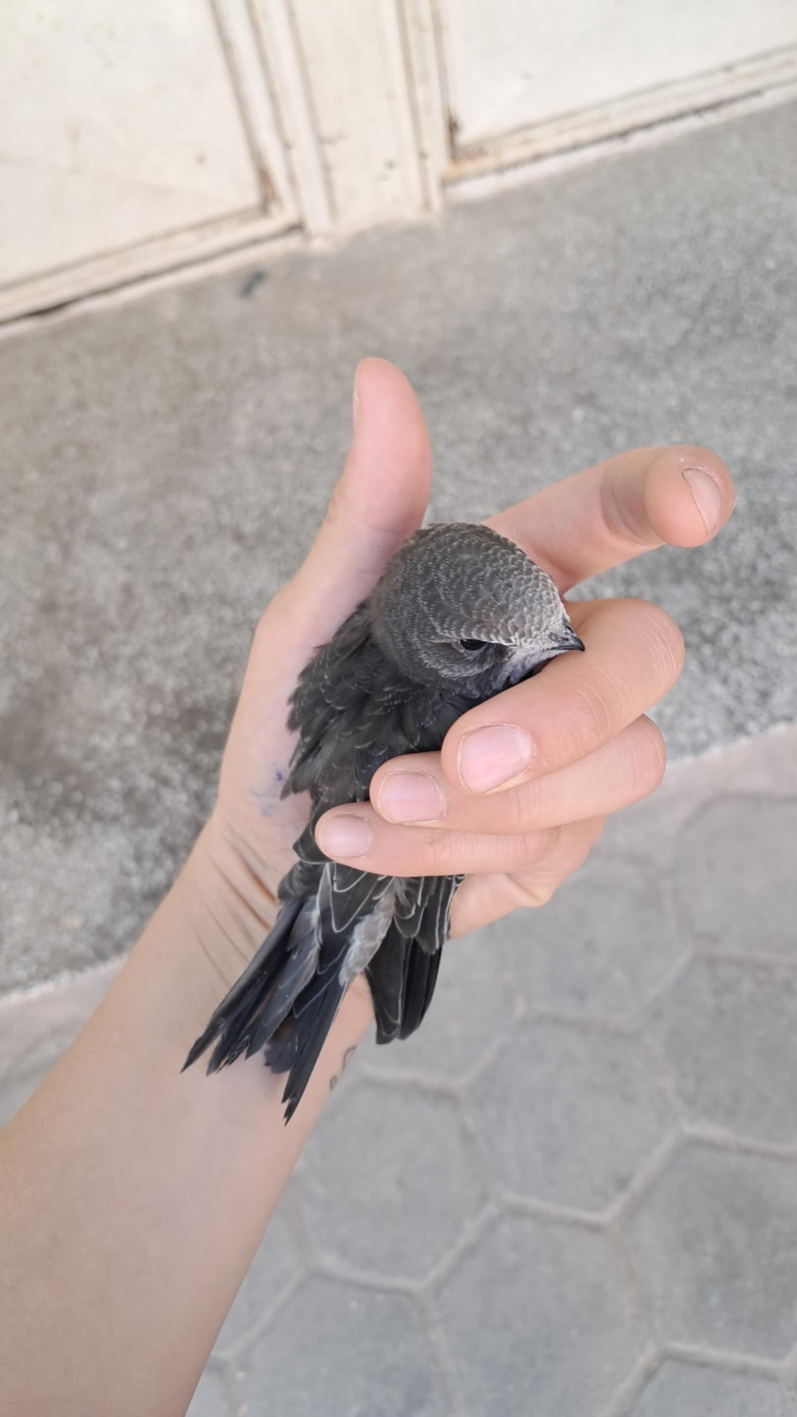 Denizli Haber Ebabil (2)