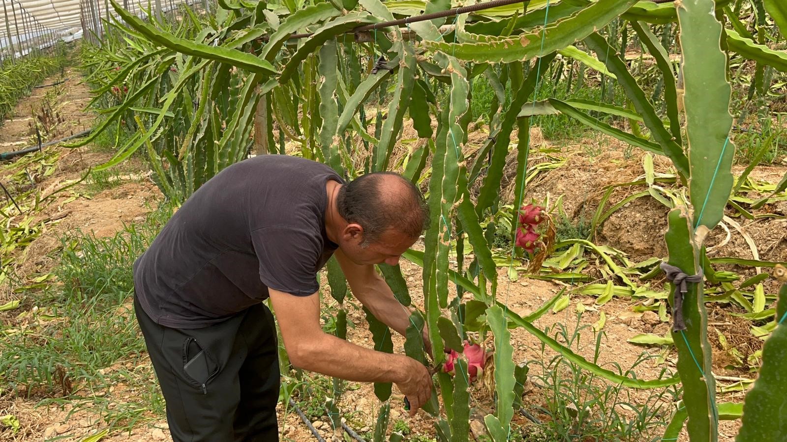 Denizli Haber Ejder Meyvesi (1)