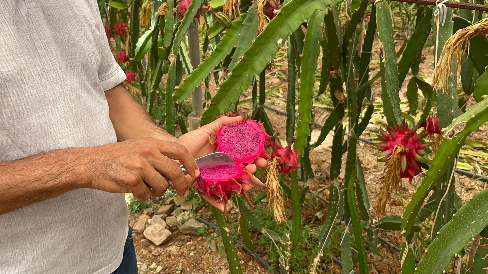 Denizli Haber Ejder Meyvesi (2)