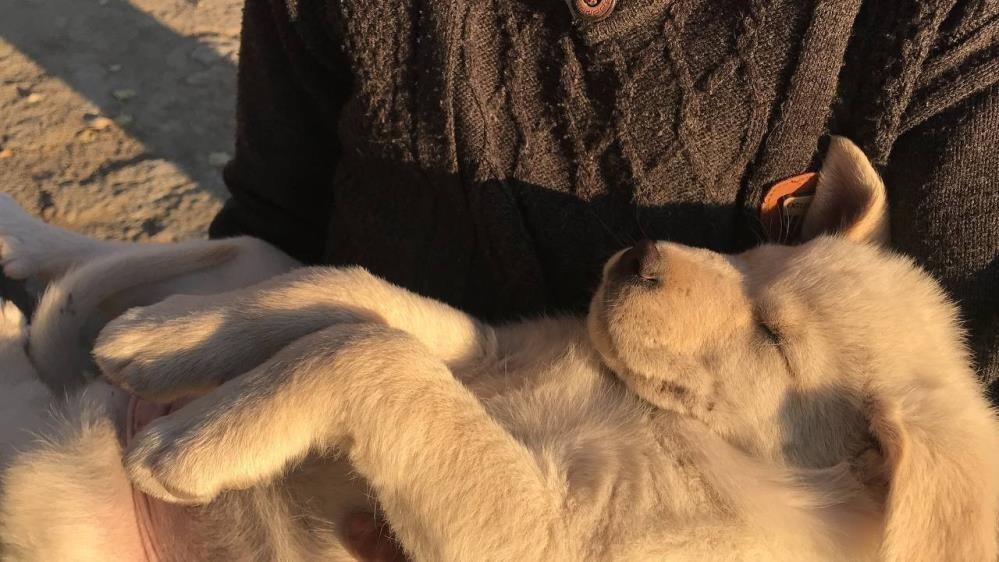 Denizli Haber Evcil Hayvan-1