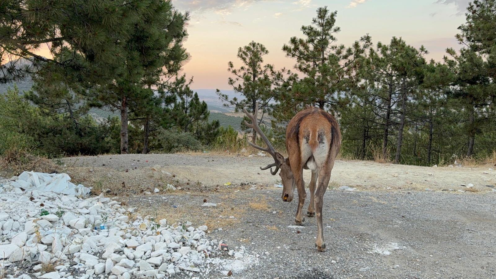 Denizli Haber Geyik (1)