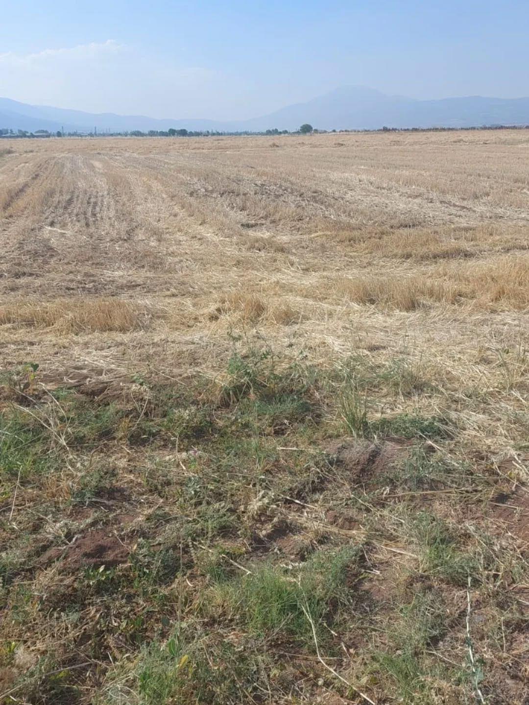 Denizli Haber Hasat-6