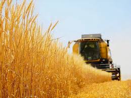 Denizli Haber Hasat-7