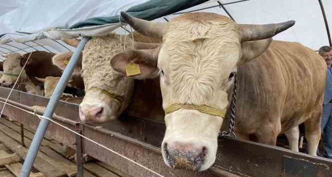 Denizli Haber Hayvan Pazarı8