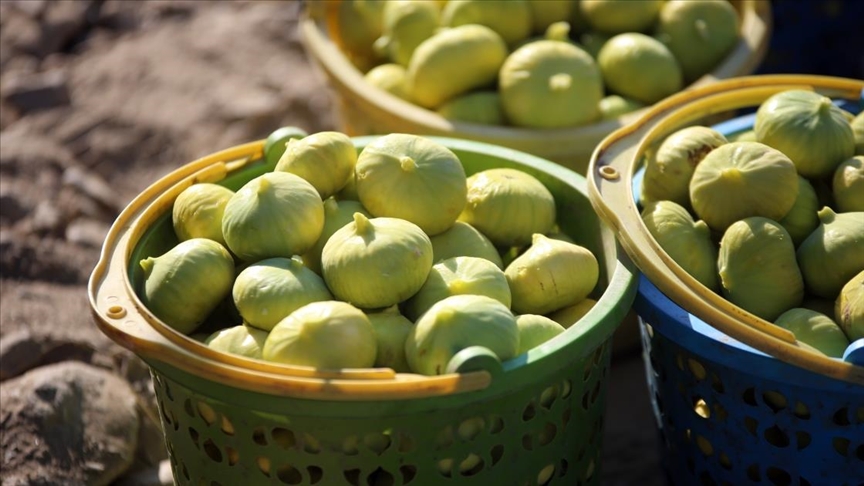 Denizli Haber Incir-1