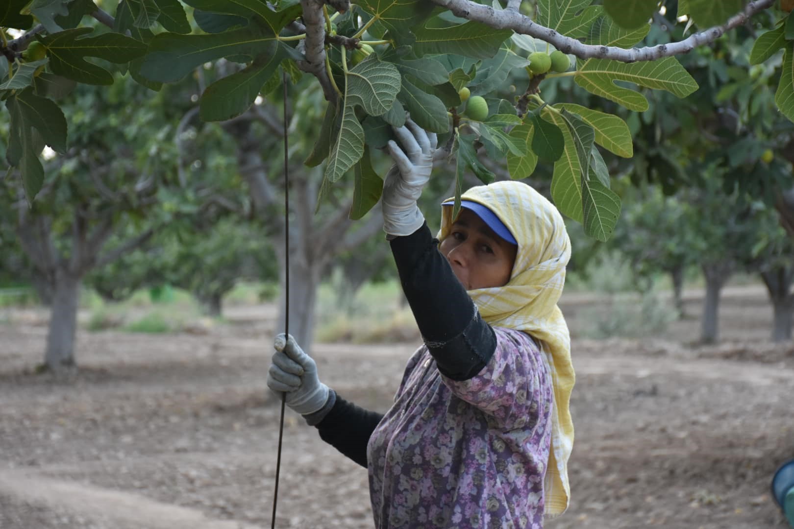 Denizli Haber Incir (6)