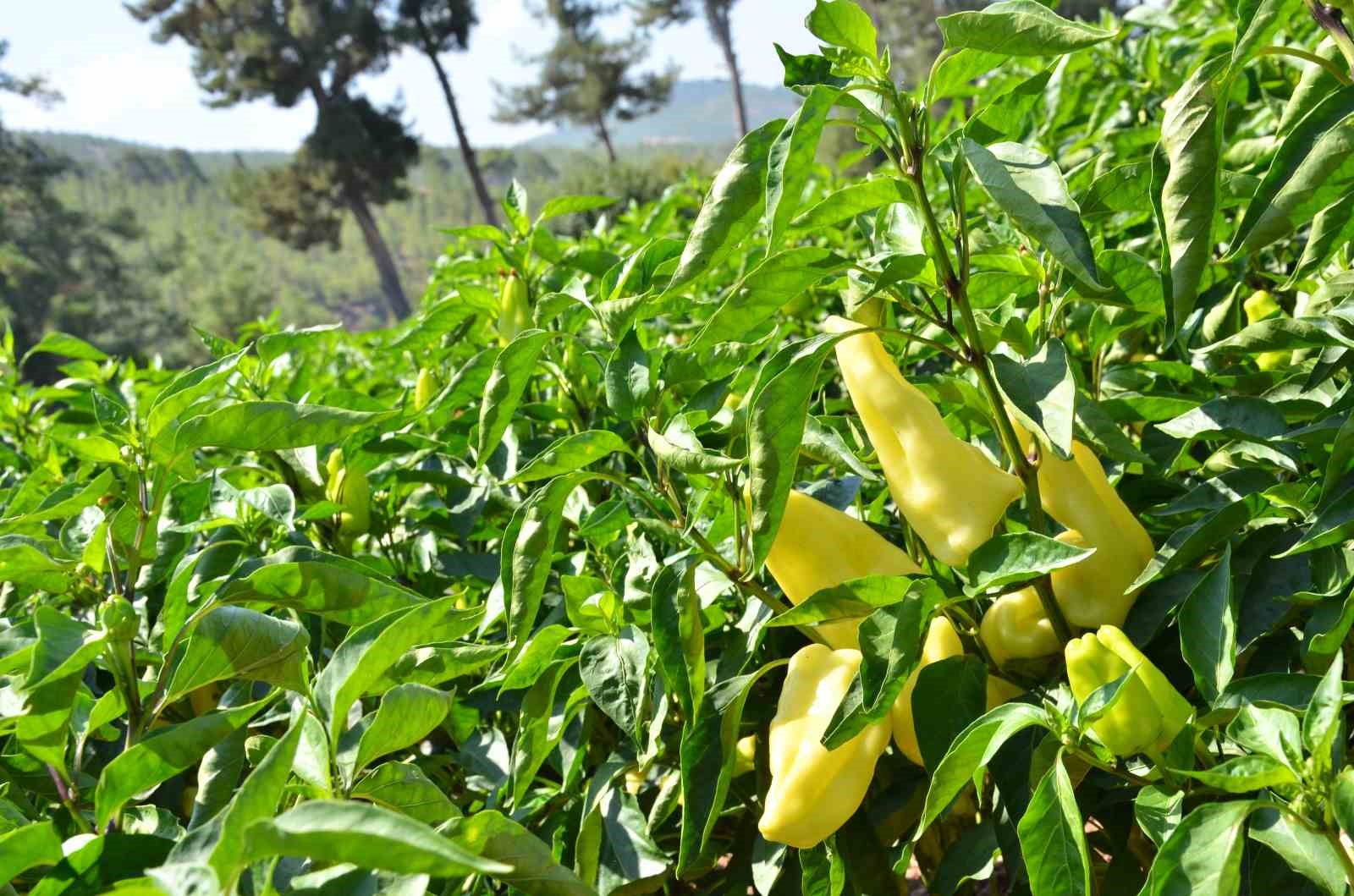 Denizli Haber Kale Biberi-2