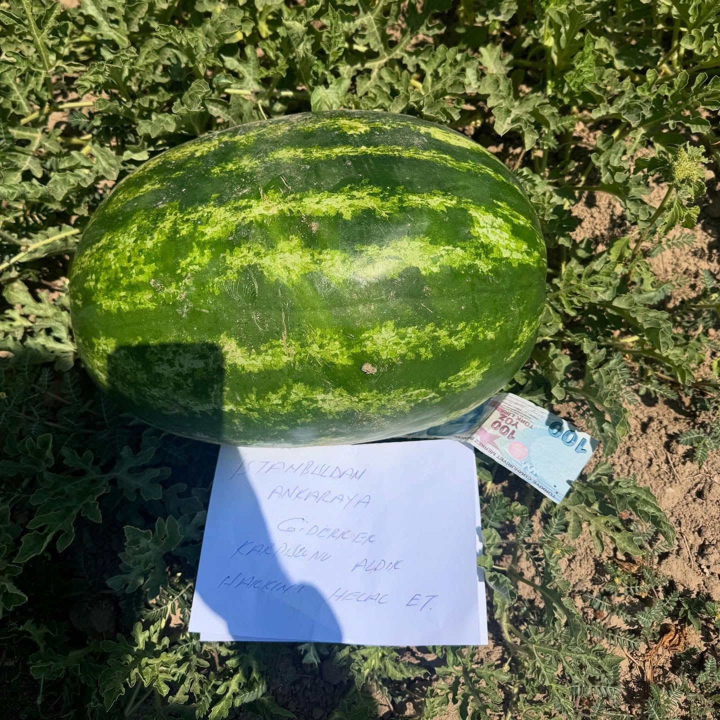 Denizli Haber Karpuz (1)-1