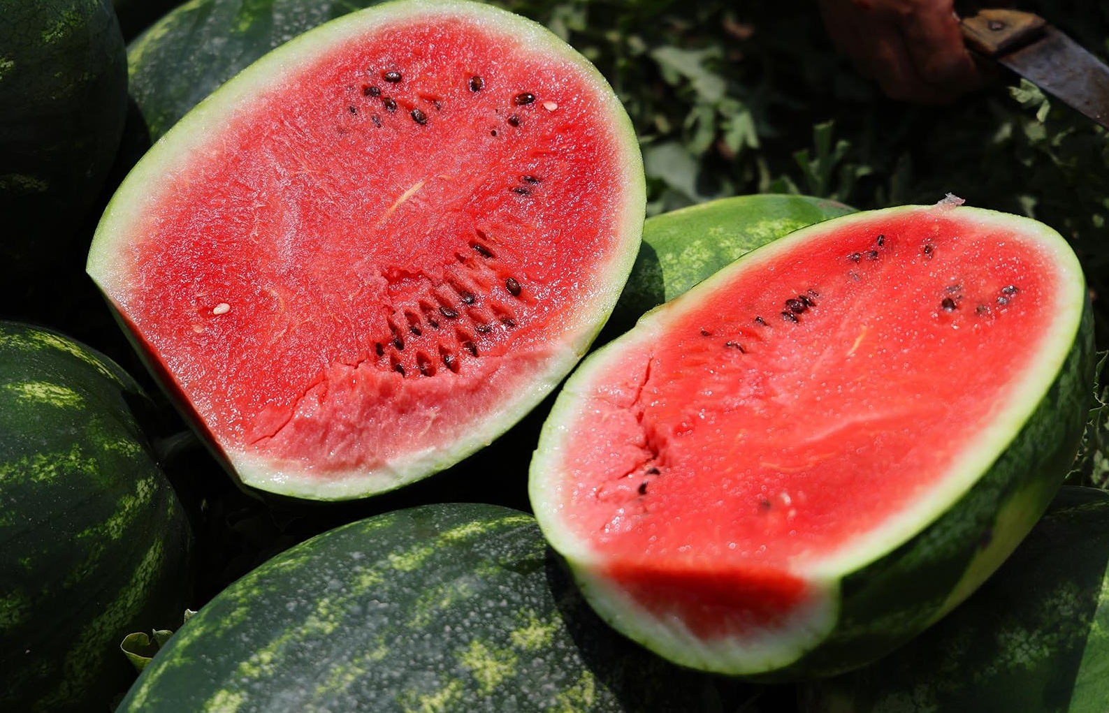 Denizli Haber Karpuz3