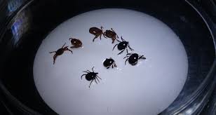 Denizli Haber Kene-6