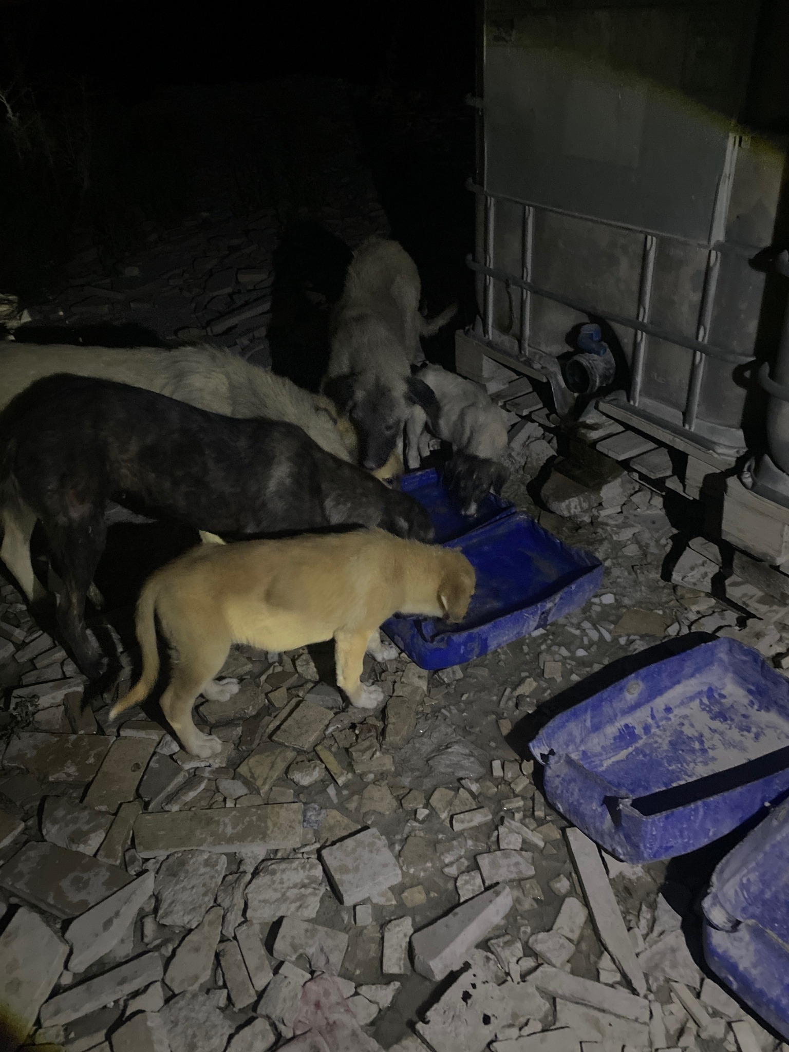 Denizli Haber Köpek Honaz (3)