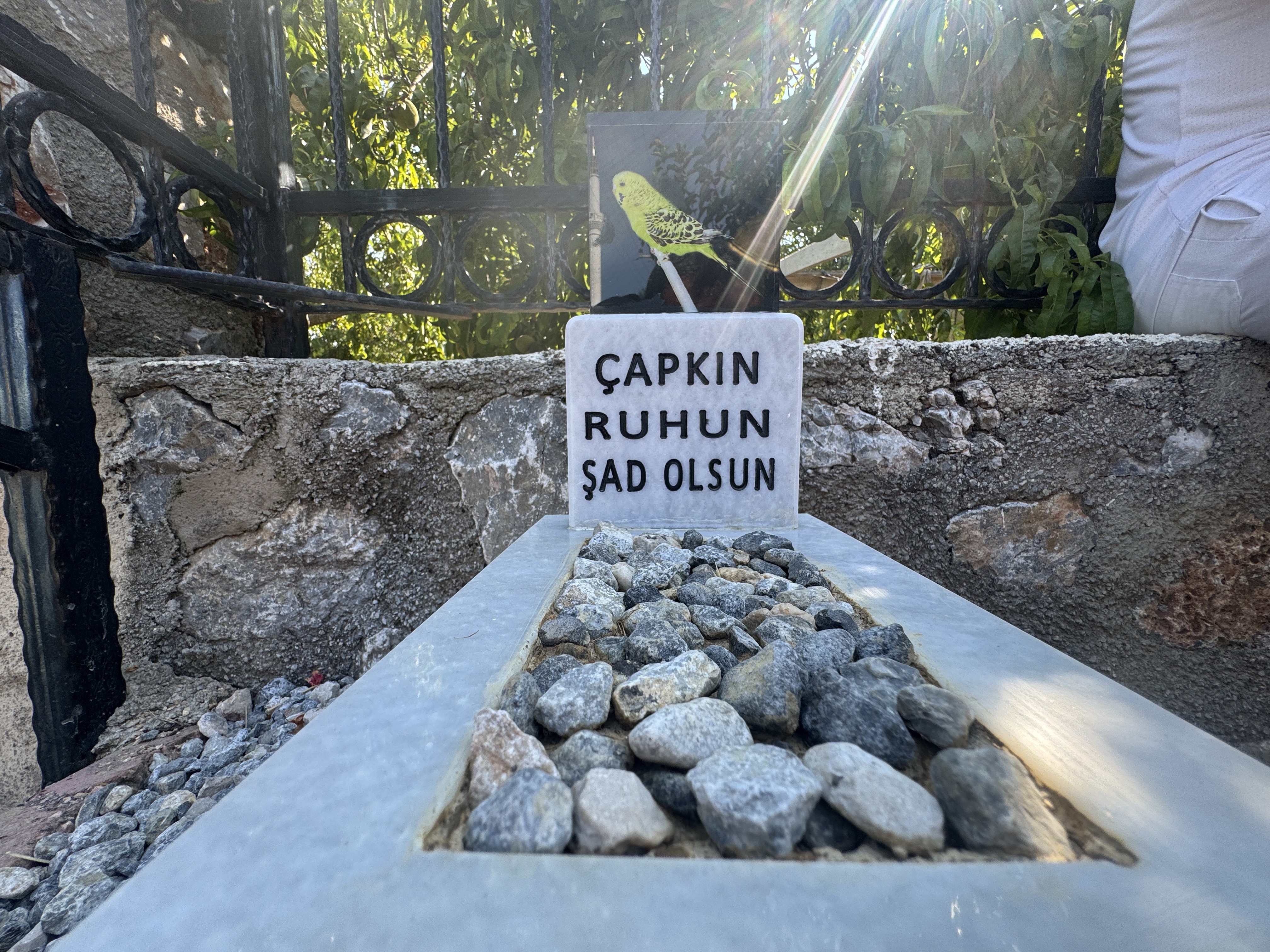 Denizli Haber Kuş-1