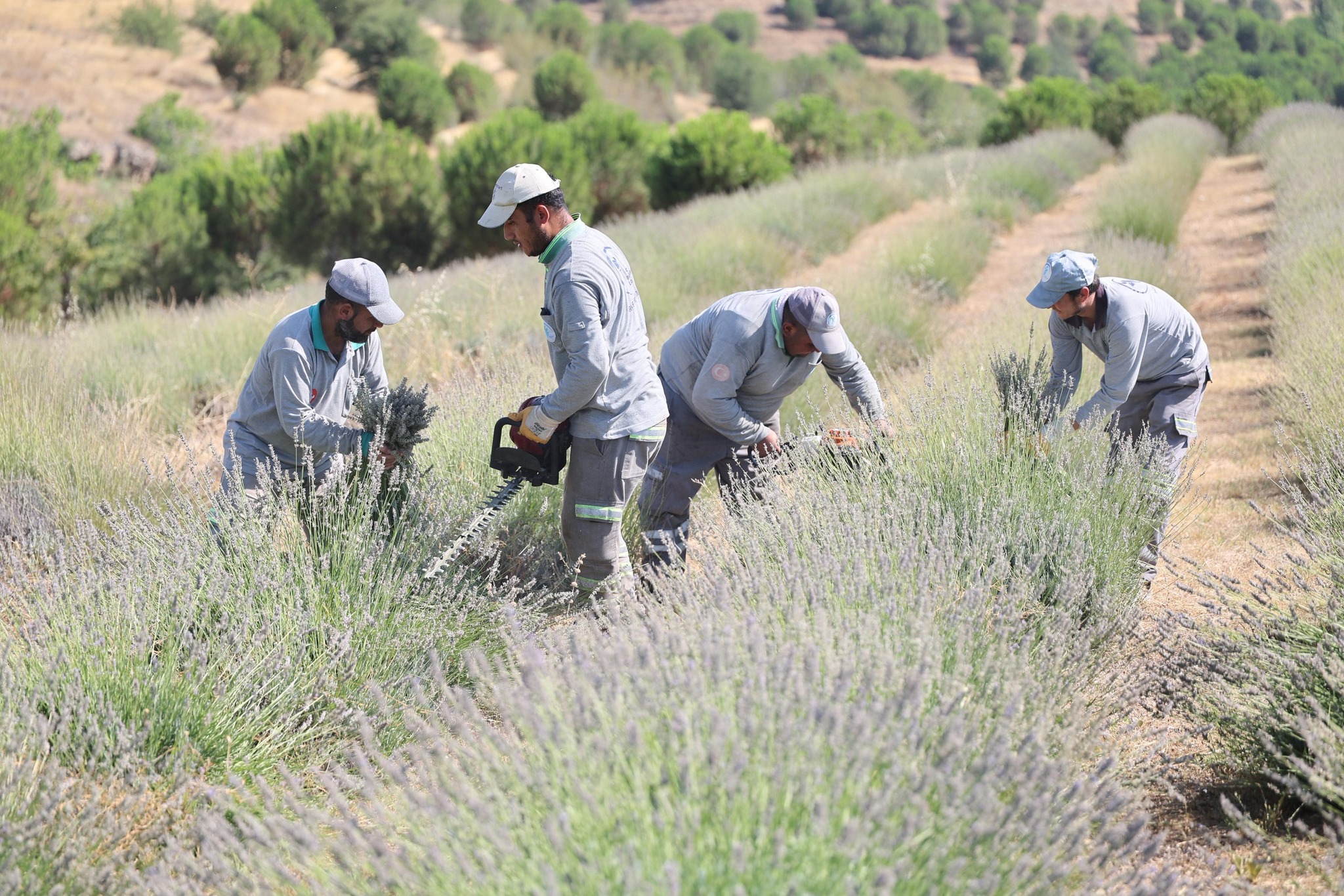 Denizli Haber Lavanta Hasadı (2)