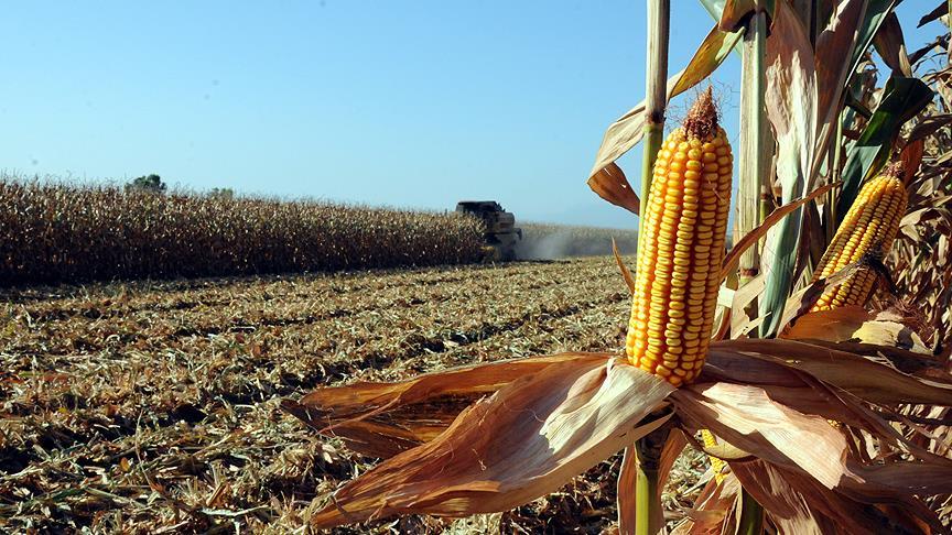 Denizli Haber Mısır Fiyatı (2)