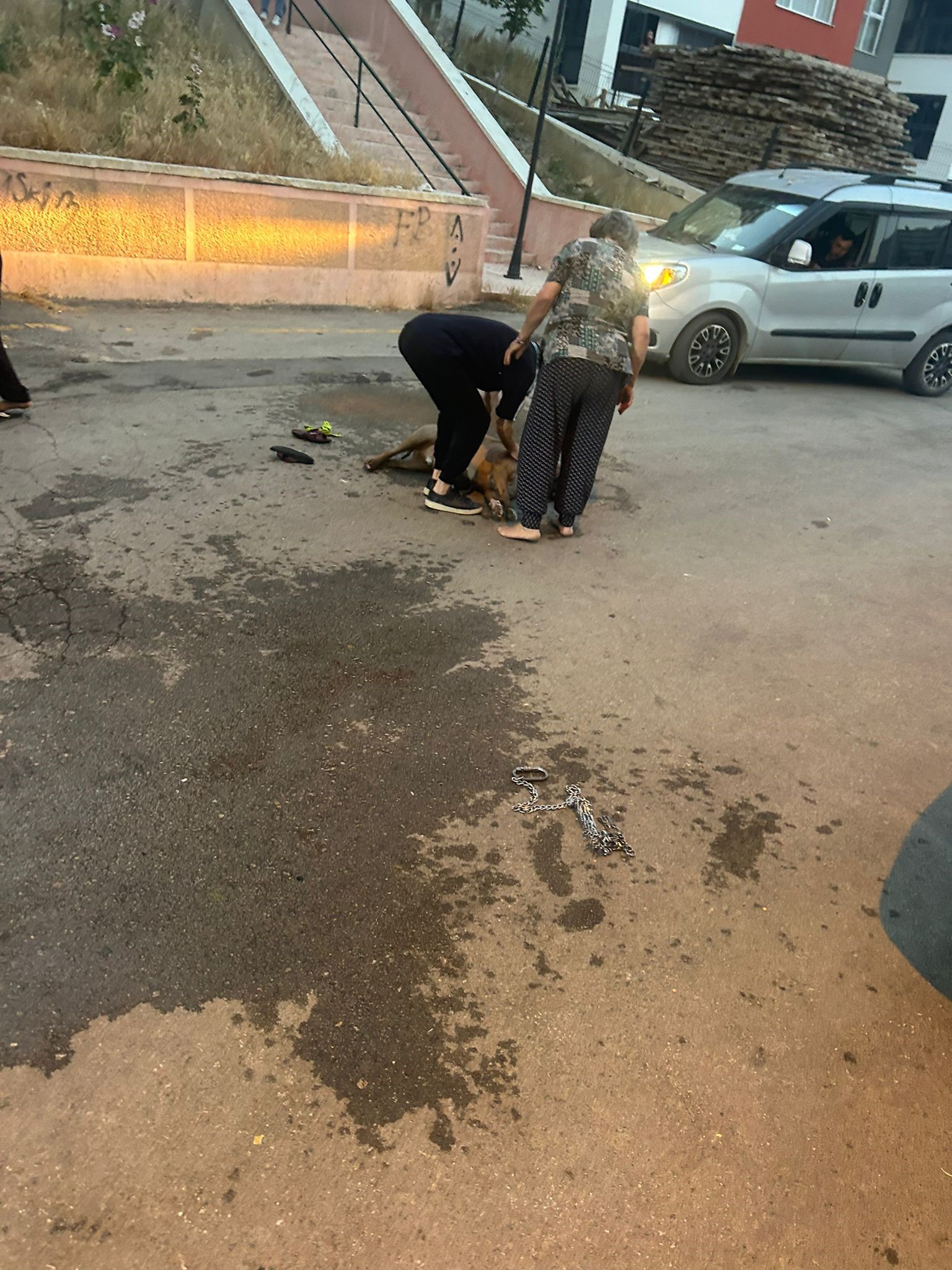 Denizli Haber Pitbull1