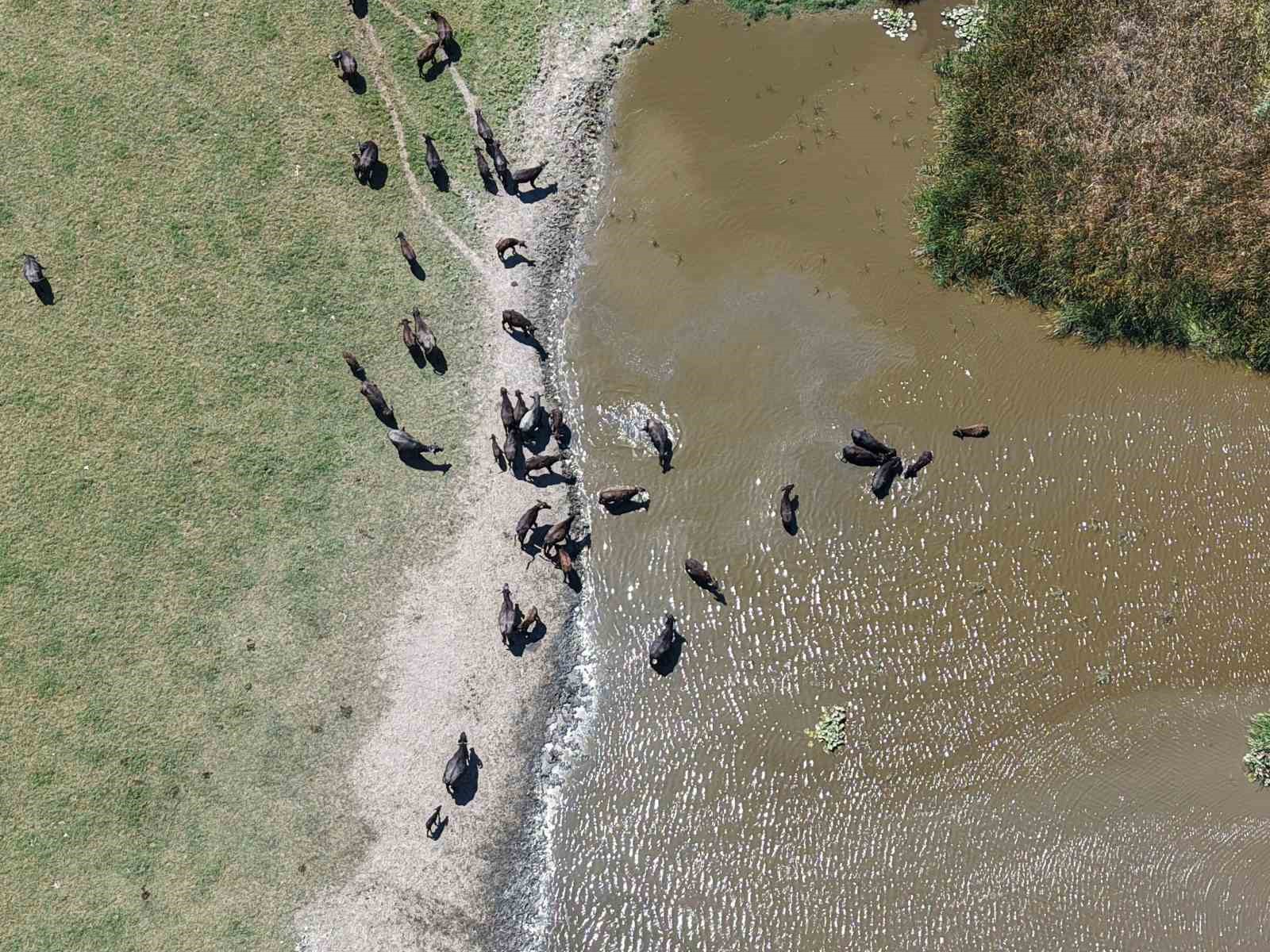 Denizli Haber Savana