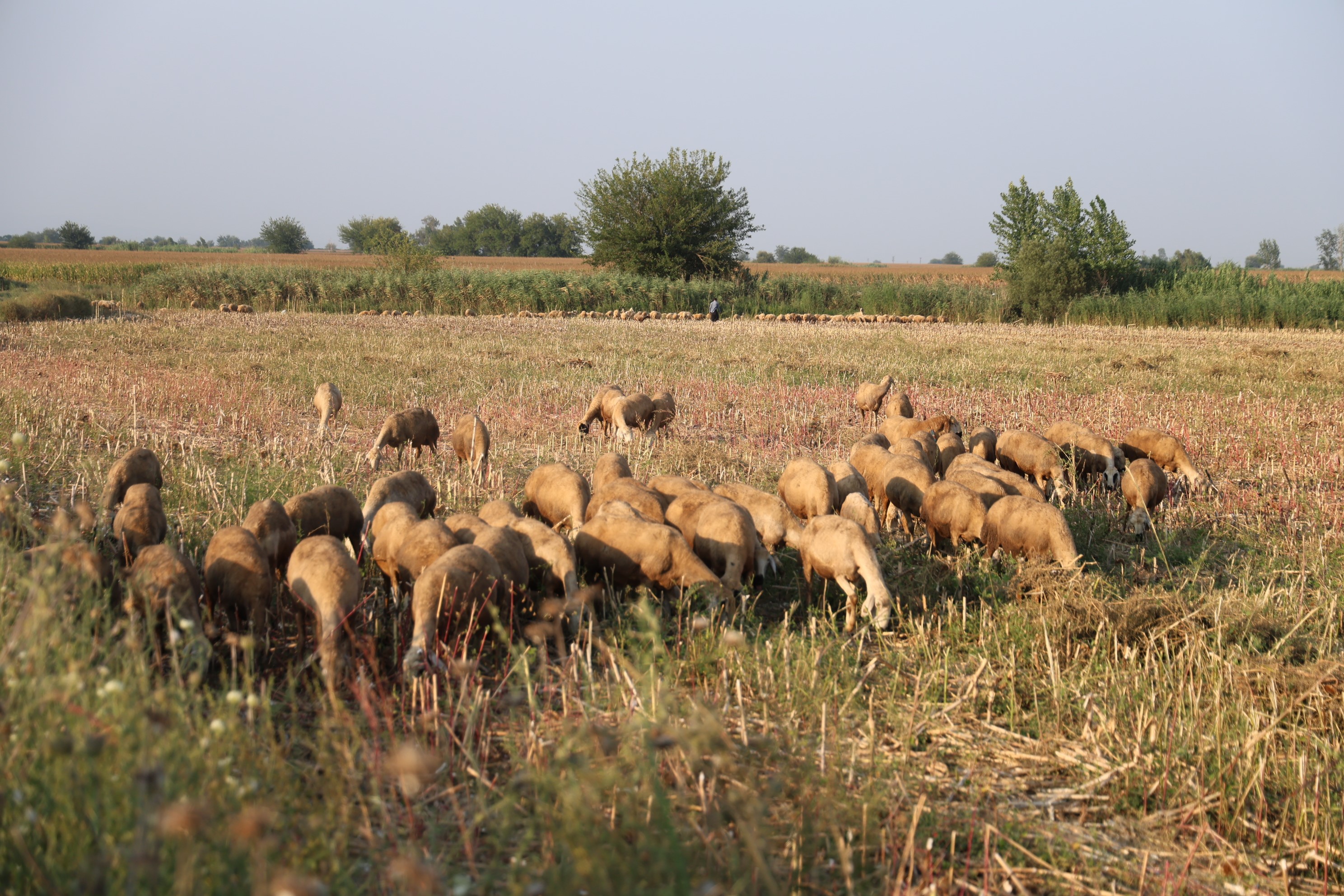 Denizli Haber Sıcaklar (4)-1