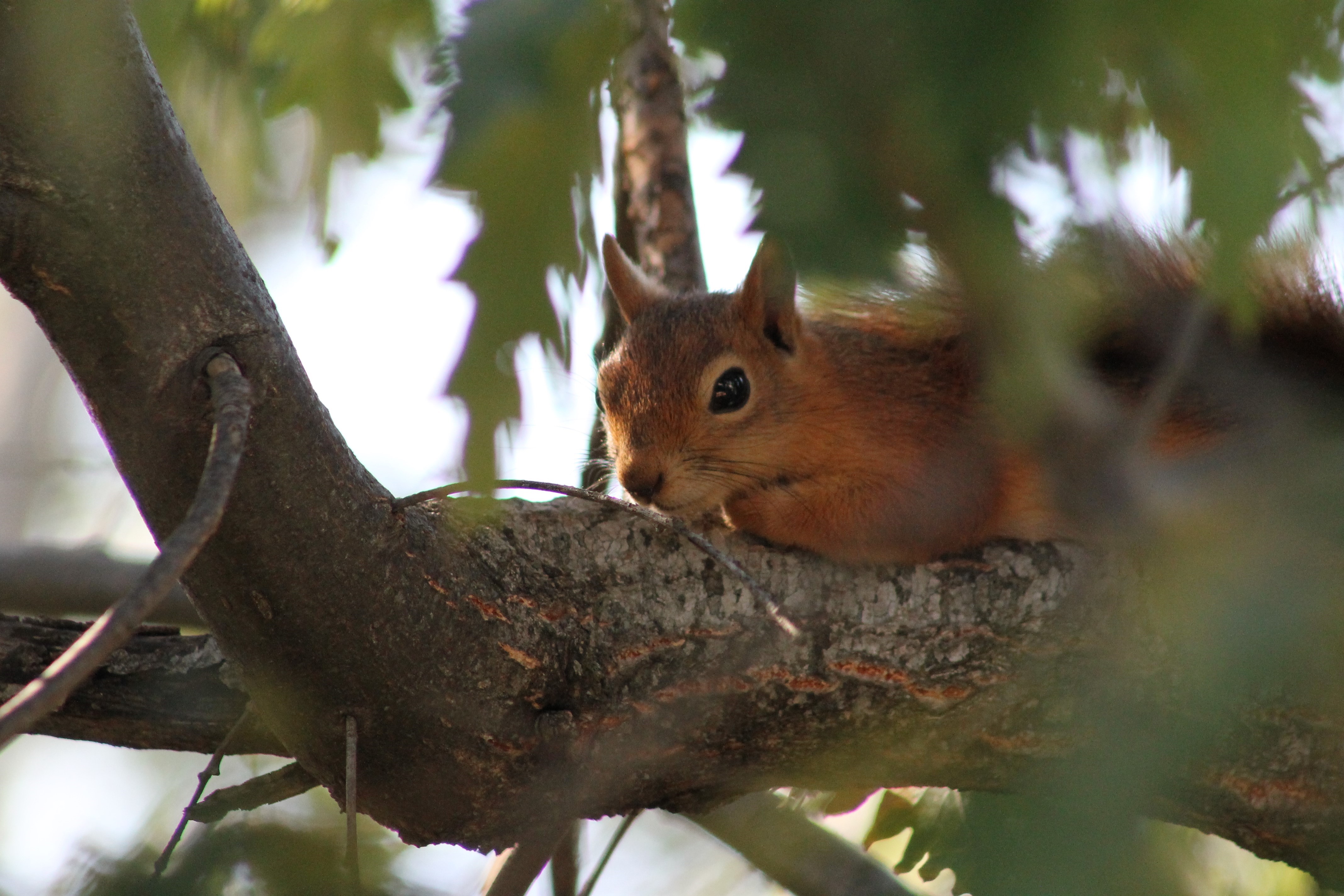Denizli Haber Sincap
