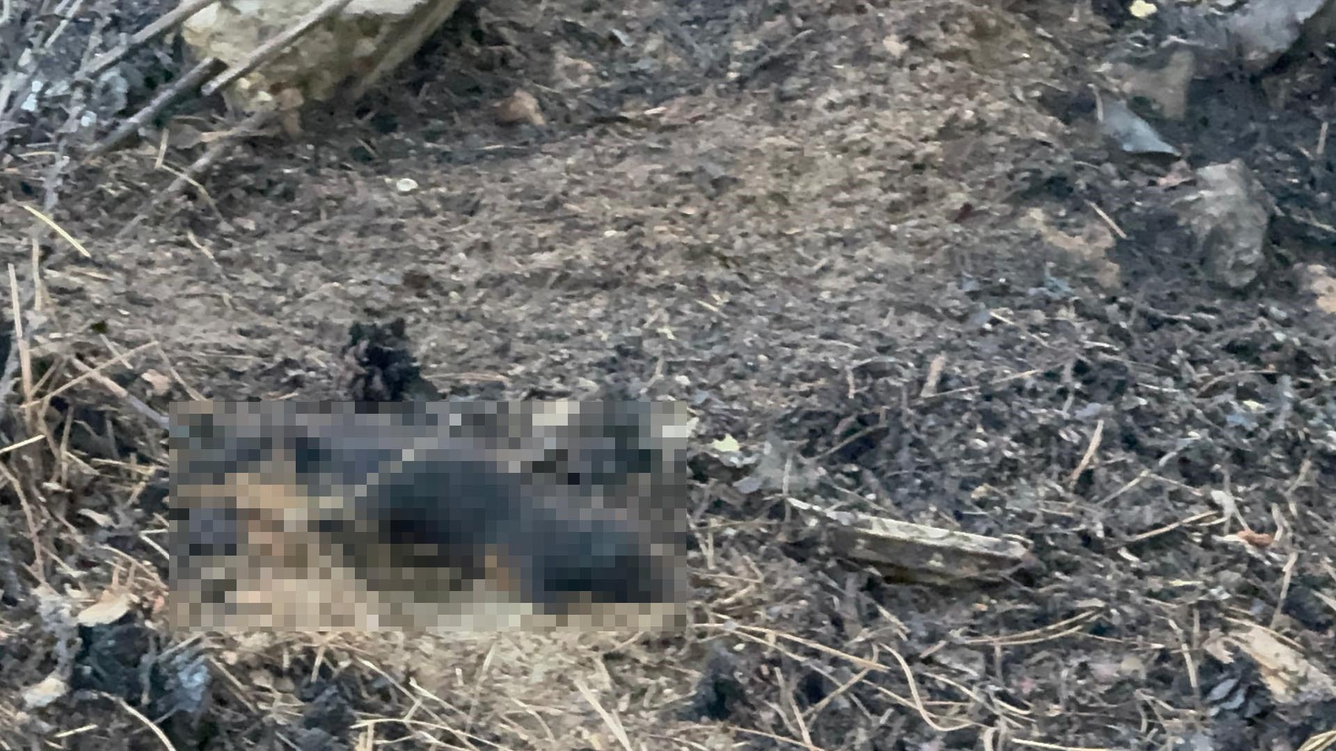 Denizli Haber Sincap5