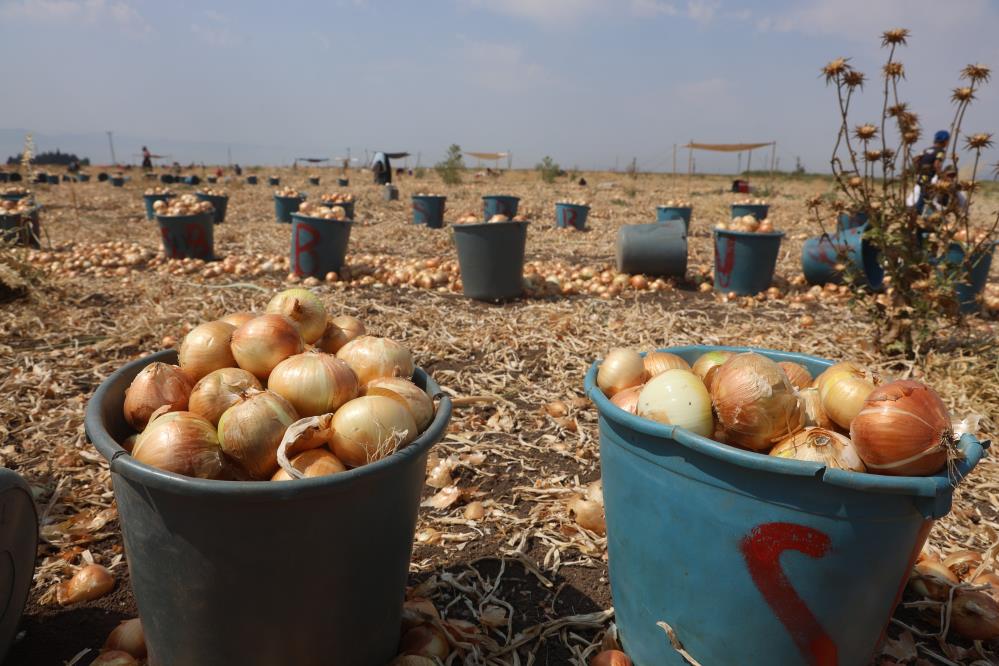 Denizli Haber Soğan