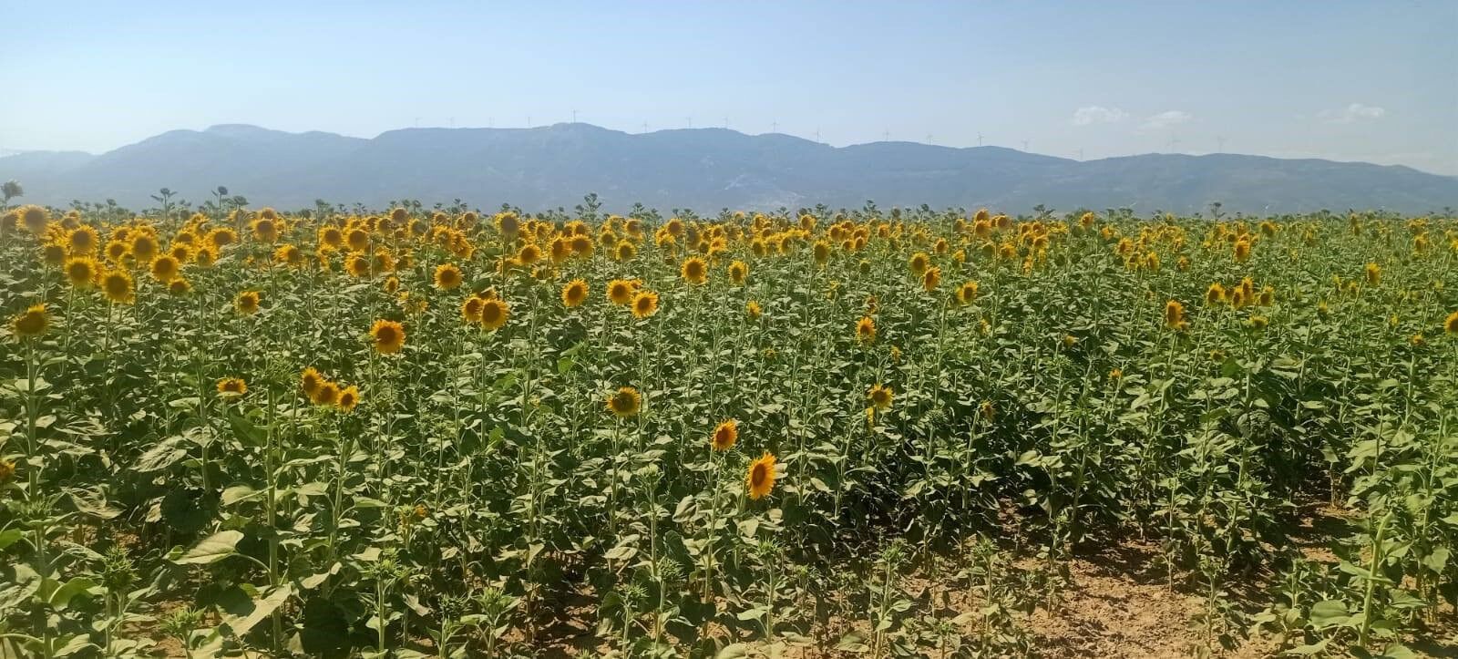 Denizli Haber Söke (1)-1