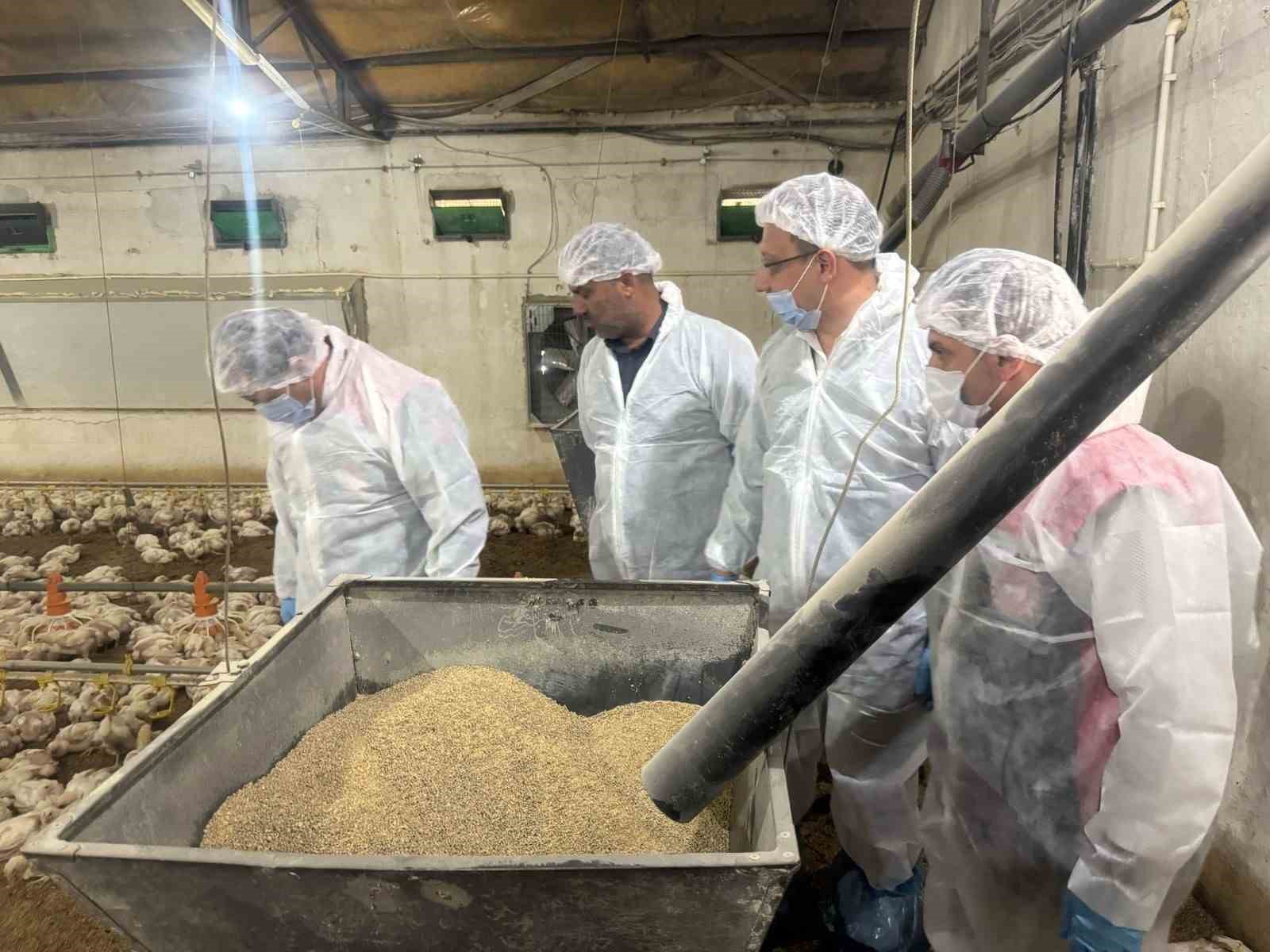 Denizli Haber Tavukk-1