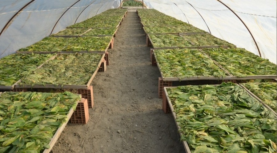 Denizli Haber Tütün 1 (2)