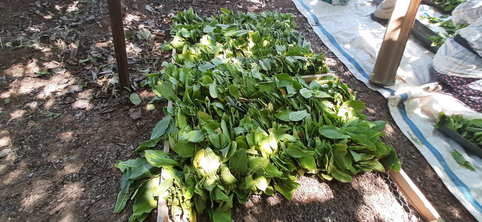 Denizli Haber Tütün 1 (3)