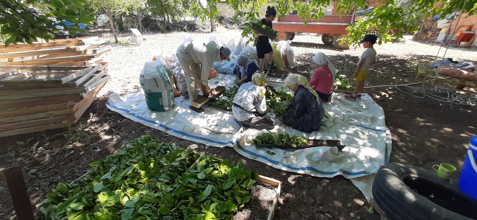 Denizli Haber Tütün 1 (4)