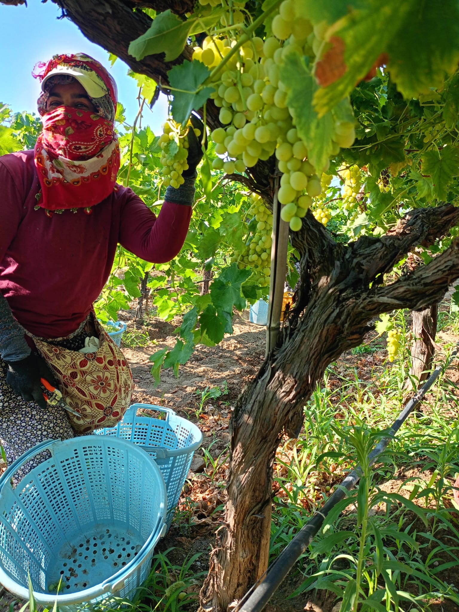 Denizli Haber Üzümm