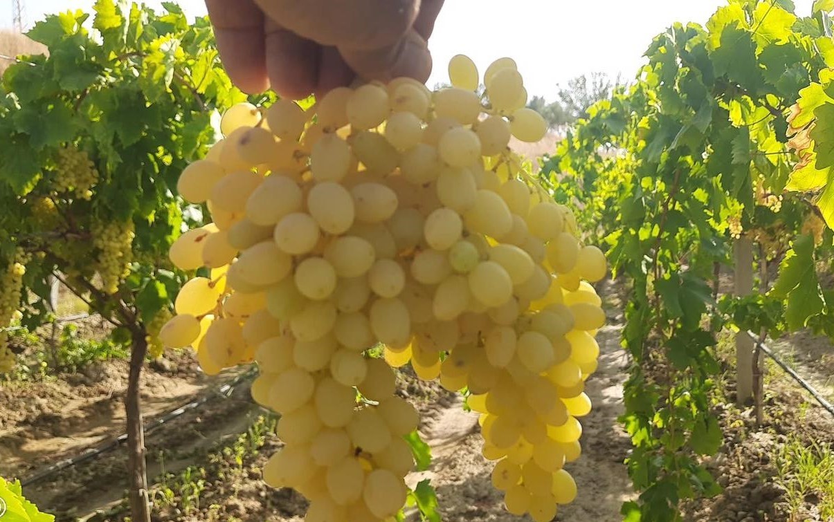 Denizli Haber Üzümyolculuk (2)