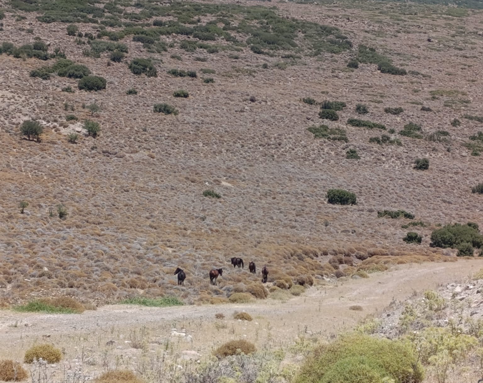 Denizli Haber Yaban-4