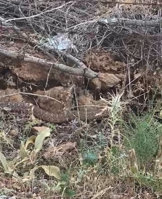 Denizli Haber Yılan-7