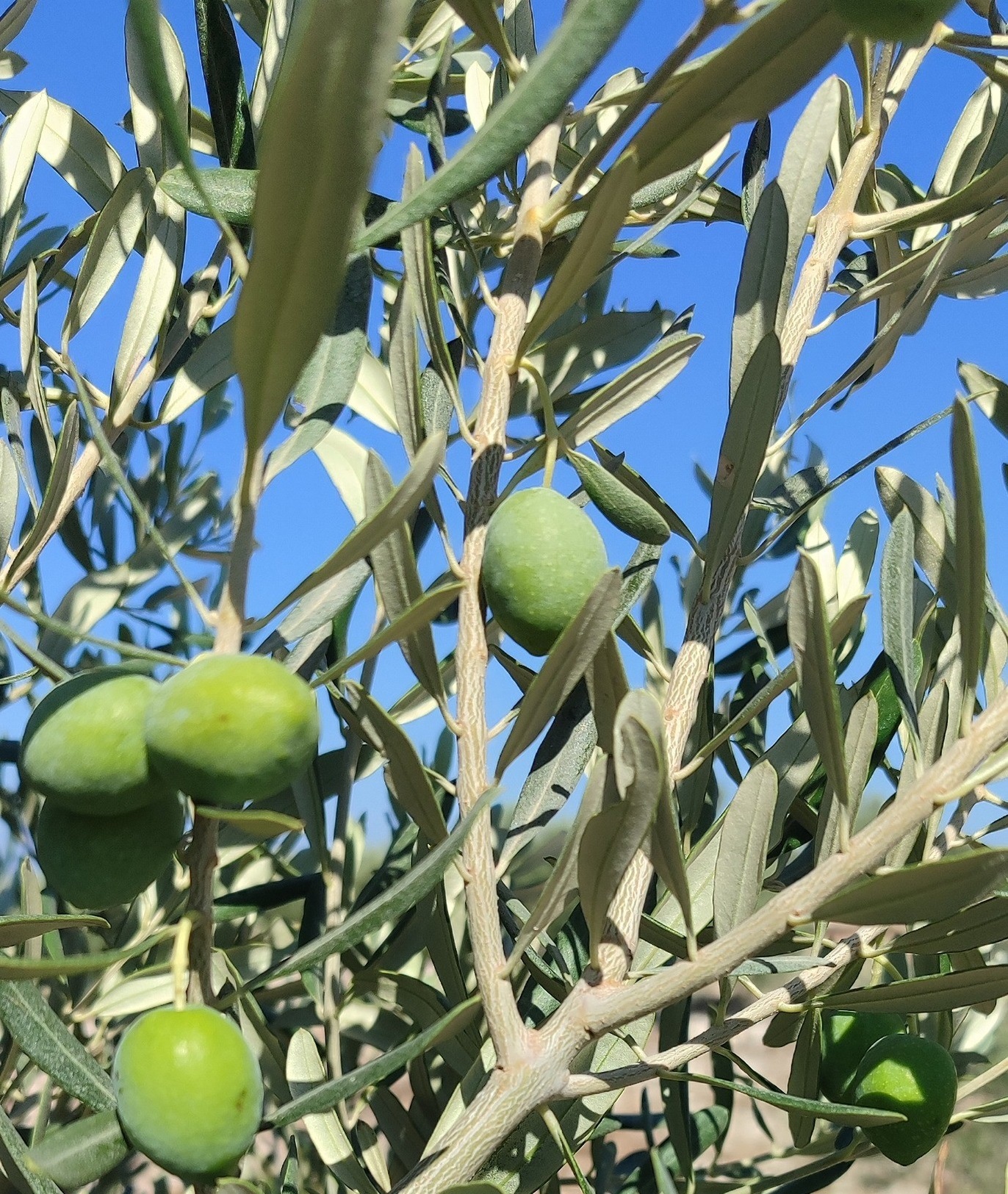 Denizli Haber Zeytin (1)-2