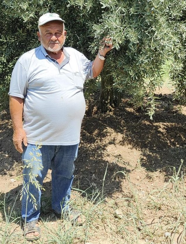 Denizli Haber Zeytin (2)-2