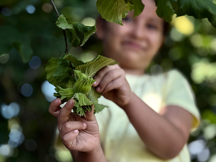 Denizlihaber Fınduk