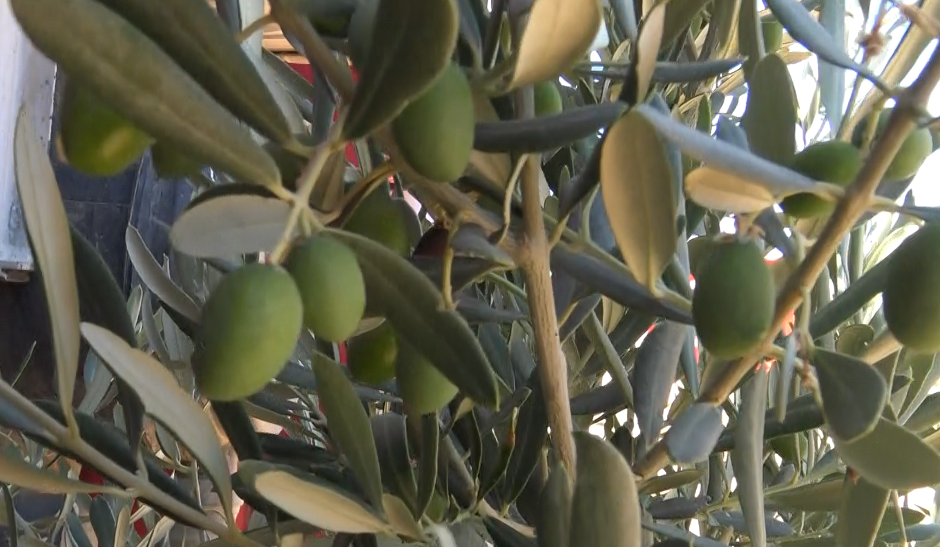 Ekran Görüntüsü 2025 07 16 151533