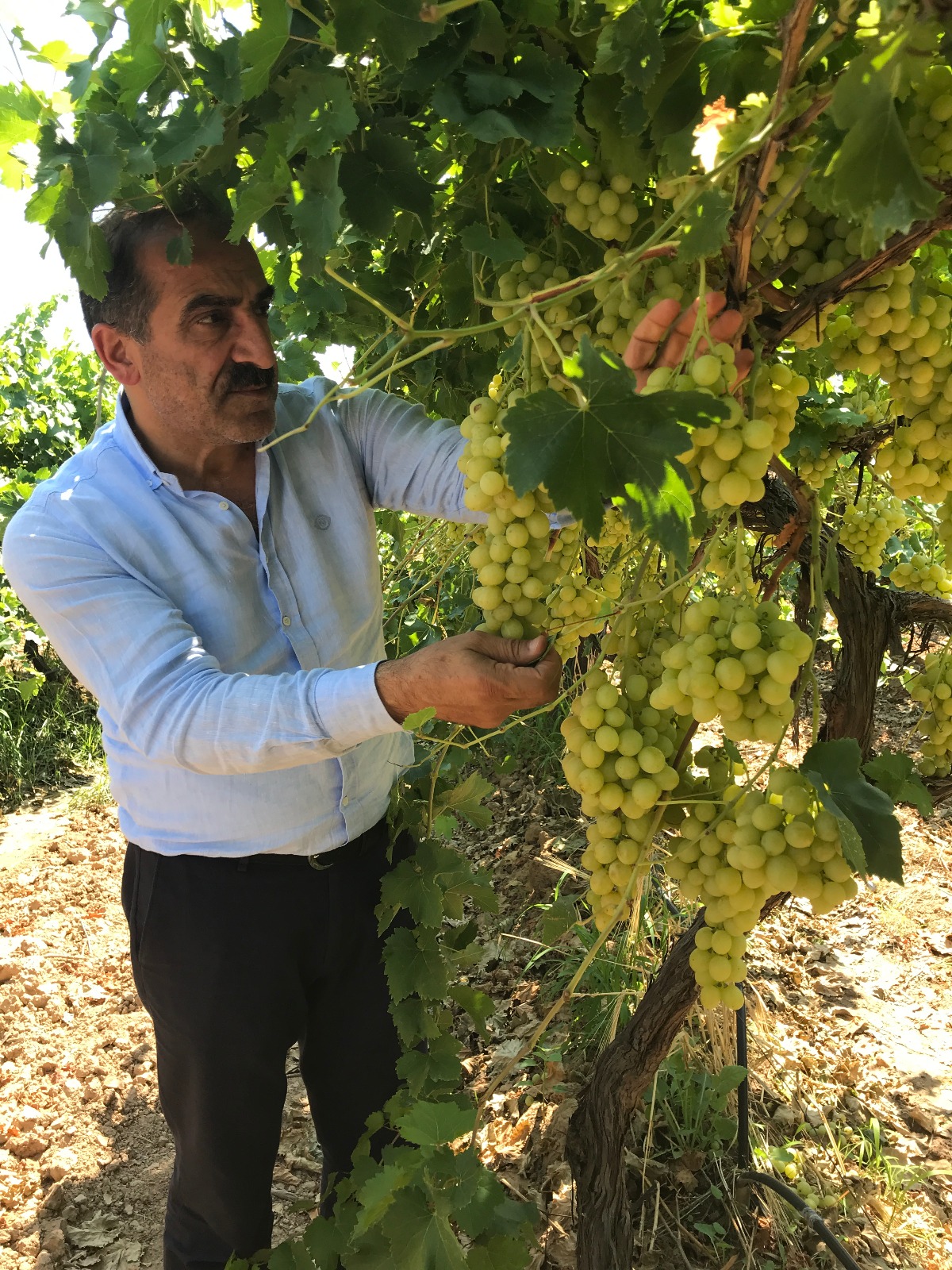 1753807152 1721714367 1659729939 1628056293 1626415747 1595310313 Whats App Image 2020 07 21 At 08.43.57